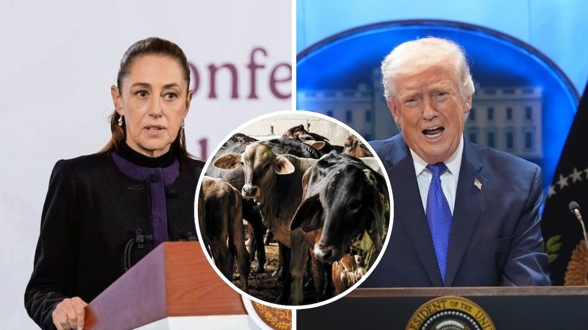 Sheinbaum afirma que la reapertura de la frontera para exportar ganado mexicano depende de Estados Unidos y que la planta de mosca estéril estará lista en dos meses