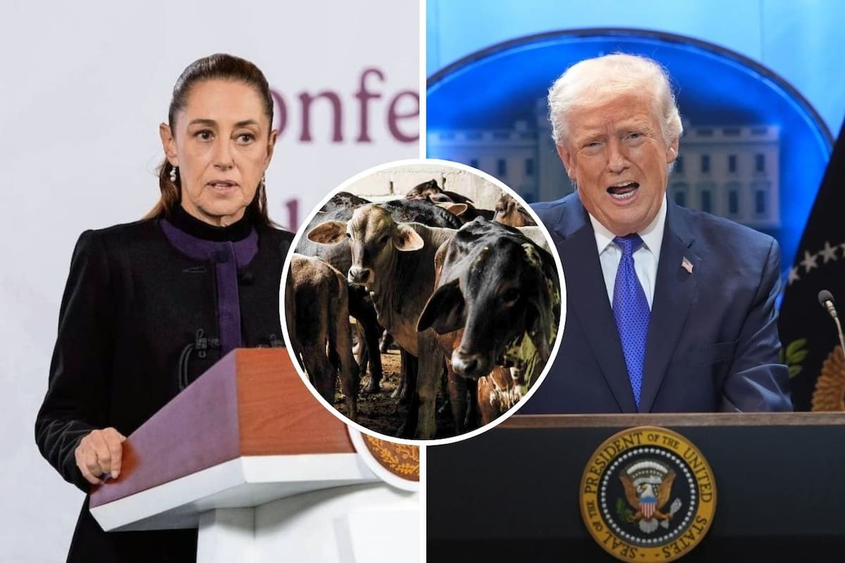 Sheinbaum afirma que la reapertura de la frontera para exportar ganado mexicano depende de Estados Unidos y que la planta de mosca estéril estará lista en dos meses