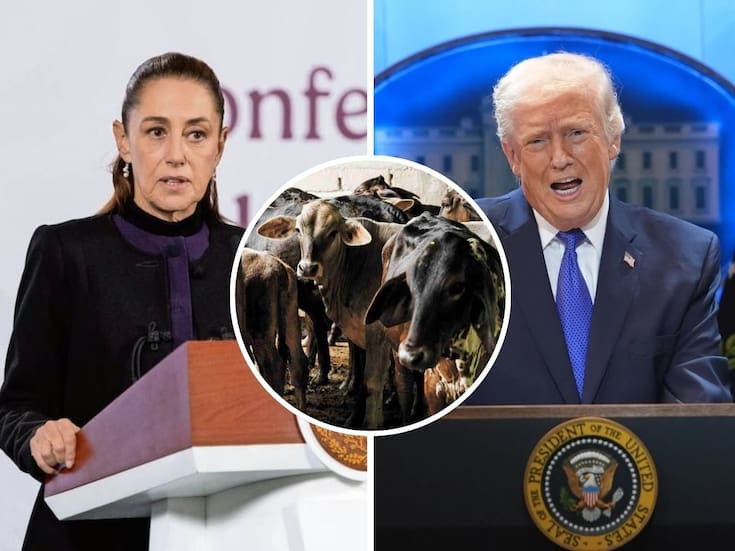 Sheinbaum afirma que la reapertura de la frontera para exportar ganado mexicano depende de Estados Unidos y que la planta de mosca estéril estará lista en dos meses