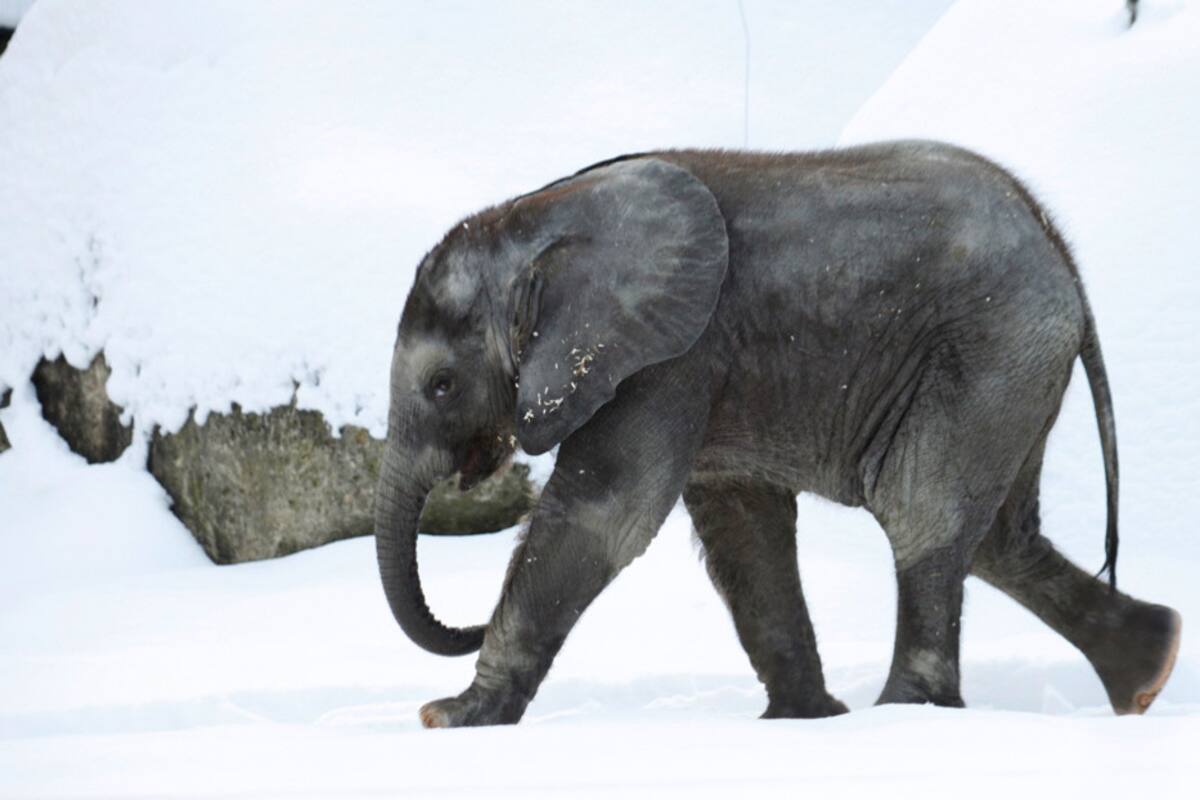 VIDEO: Una elefanta escapa para bañarse en la nieve en Rusia