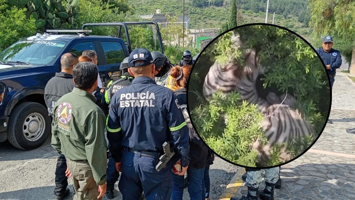 El operativo para capturar al tigre de bengala blanco que se fugó en Tepetlaoxtoc sigue activo después de que el animal fuera localizado en una zona alta del municipio mexiquense