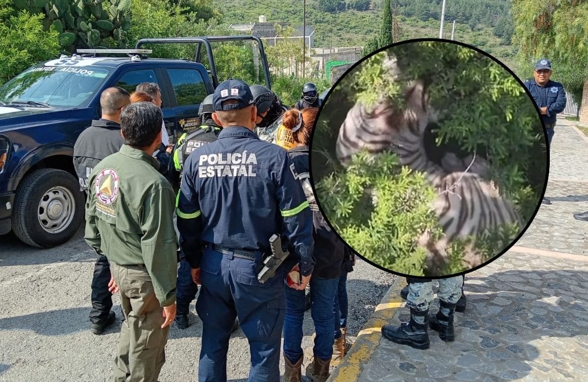 El felino fue localizado en una zona alta y de difícil acceso. | Crédito: Protección Civil del Estado de México / Ayuntamiento Tepetlaoxtoc