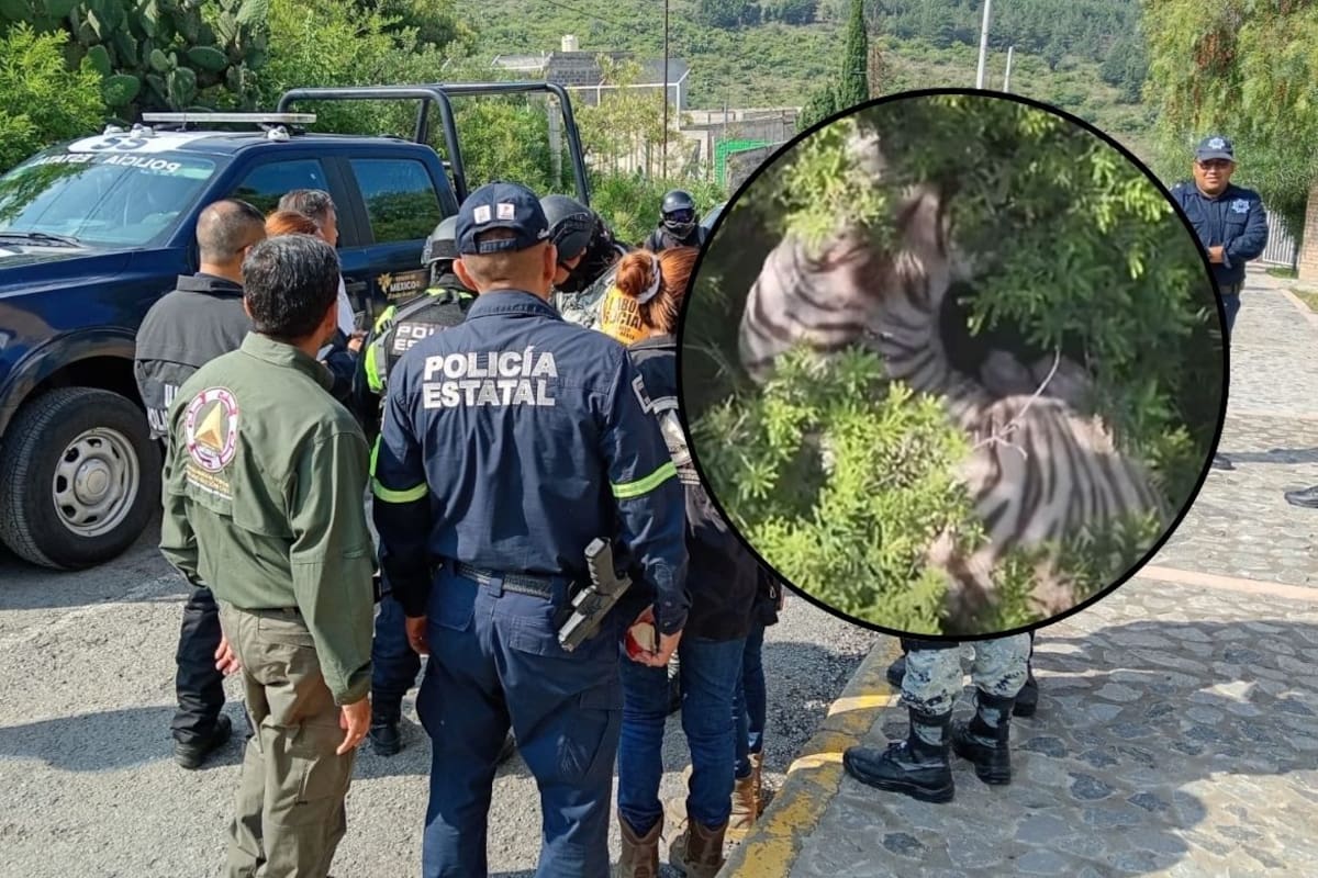 El operativo para capturar al tigre de bengala blanco que se fugó en Tepetlaoxtoc sigue activo después de que el animal fuera localizado en una zona alta del municipio mexiquense
