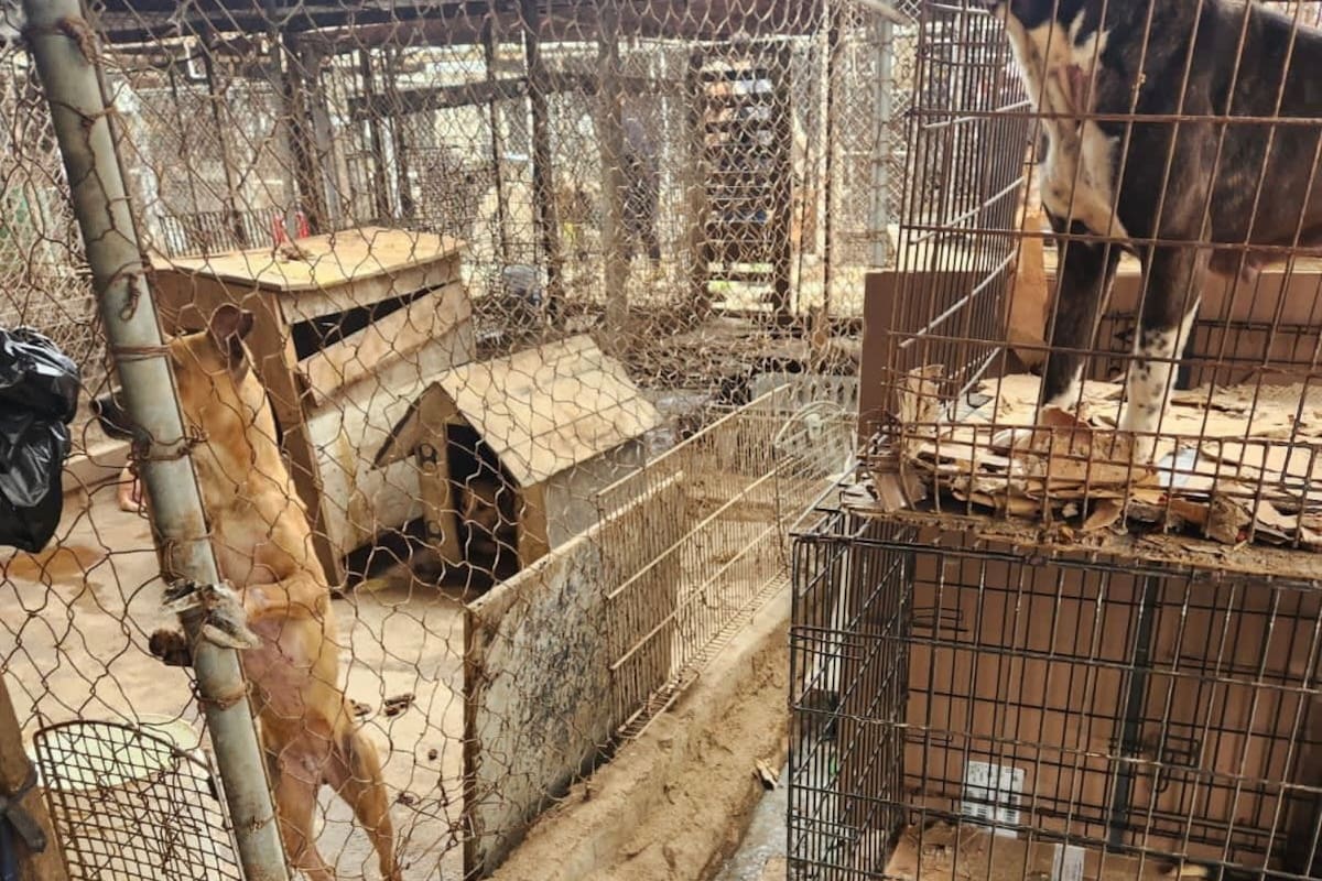 Únicamente cinco albergues de animales operan legalmente