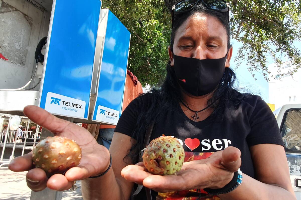 Habrá pitahayas una semana más