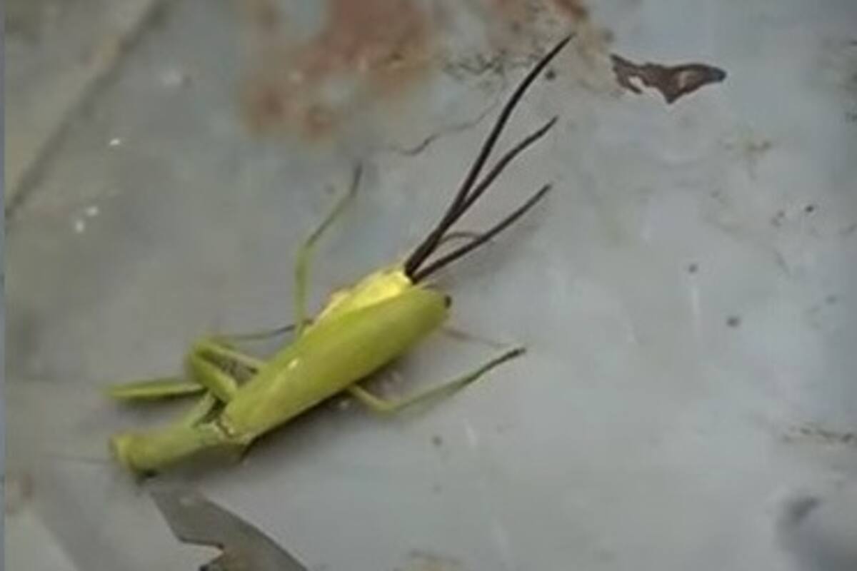 Graban cómo unos enormes tentáculos perforan la cola de una mantis muerta