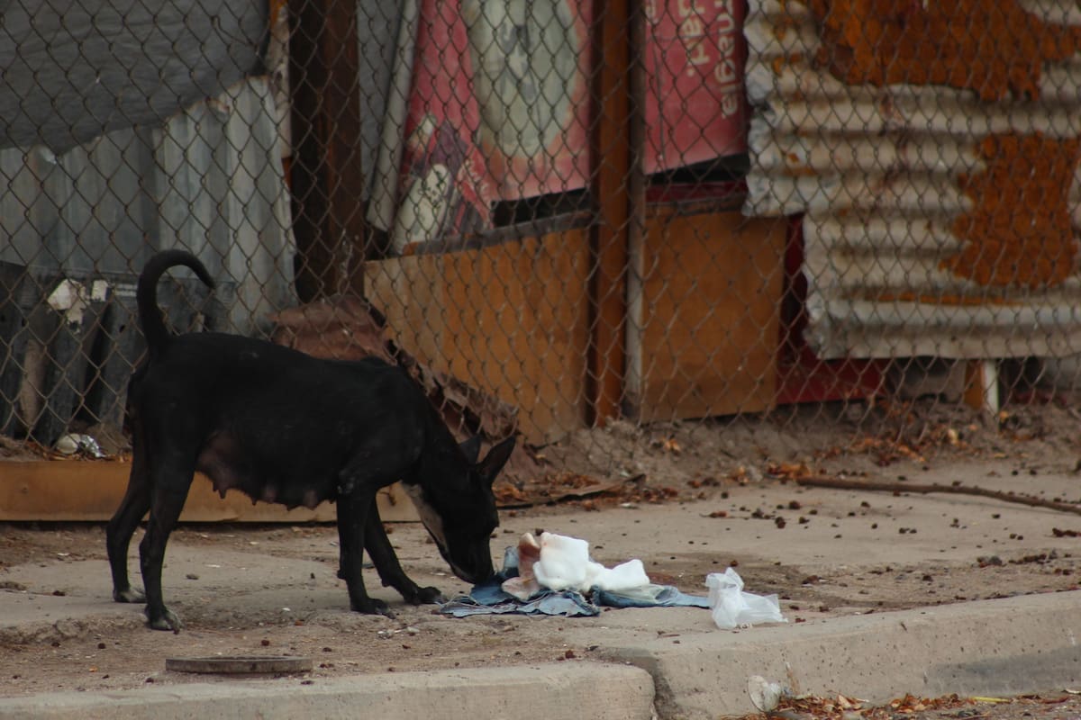 El incidente ocurrió la mañana de este lunes, en el cruce de la avenida Yucatán y la calle Alvarado, donde la víctima fue mordida en repetidas ocasiones por los animales.│Foto: Said Morones