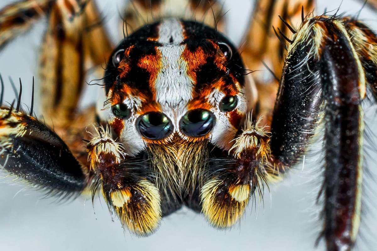 Estos son los seres vivos con mejores capacidades visuales de la naturaleza