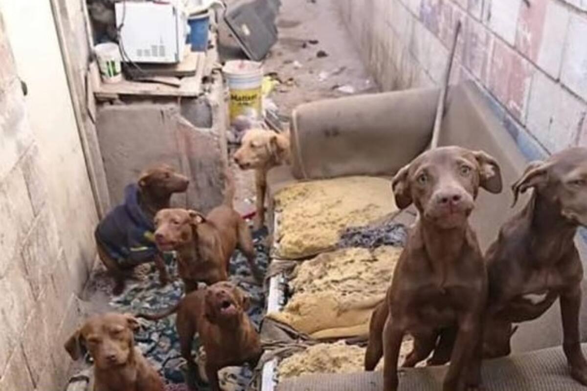 Mexicalenses se unen para salvar a unos cachorros
