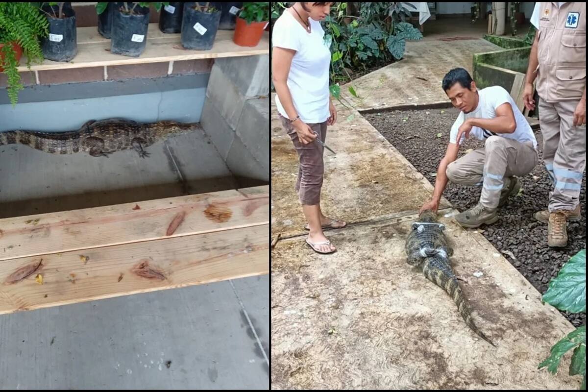 Chiapas: Capturan a lagarto que se encontraba en el estacionamiento de una tienda