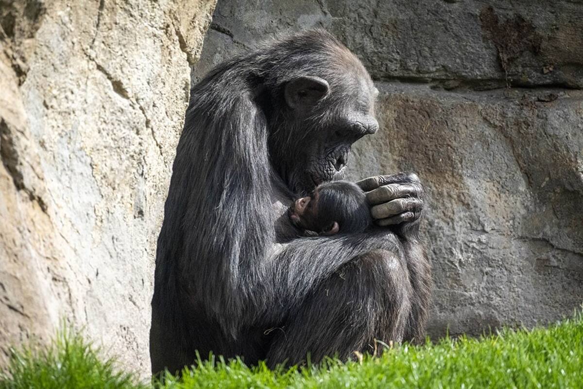 Chimpancé que carga el cuerpo de su cría durante tres meses conmueve en redes sociales