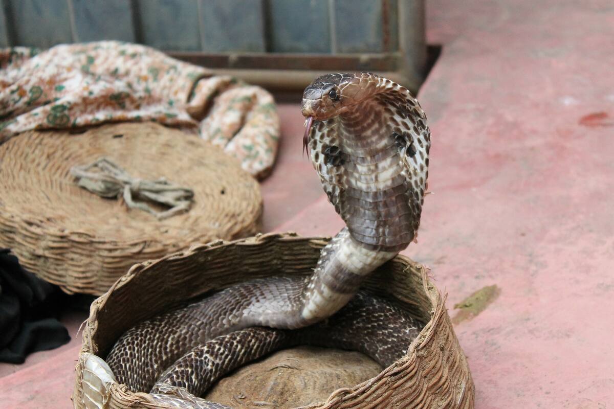 Qué es el "efecto cobra" (y cómo demuestra que a veces es peor el remedio que la enfermedad)