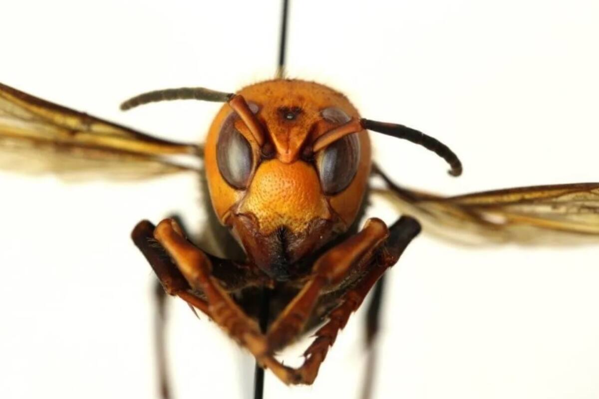 Descartan expertos llegada de "avisón asesino" a Yucatán