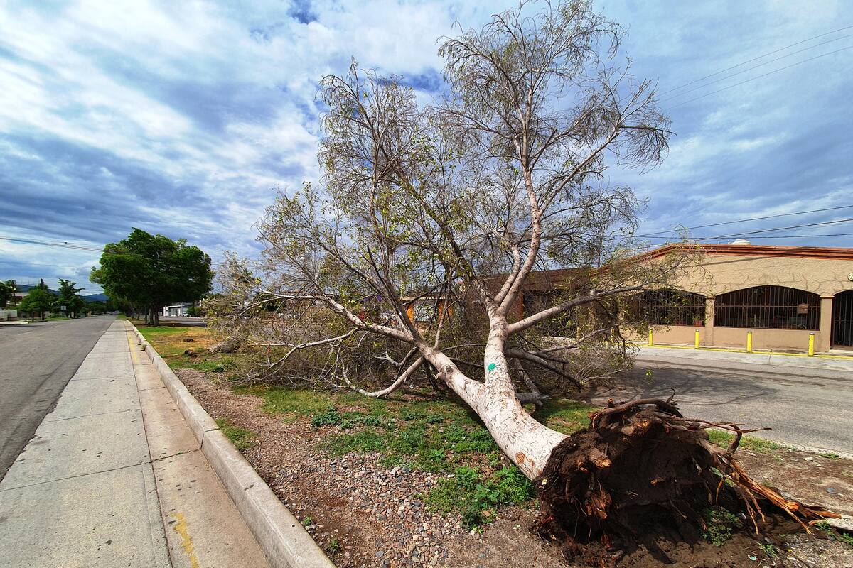 Podar el árbol ayudará a evitar que lo tumbe el viento