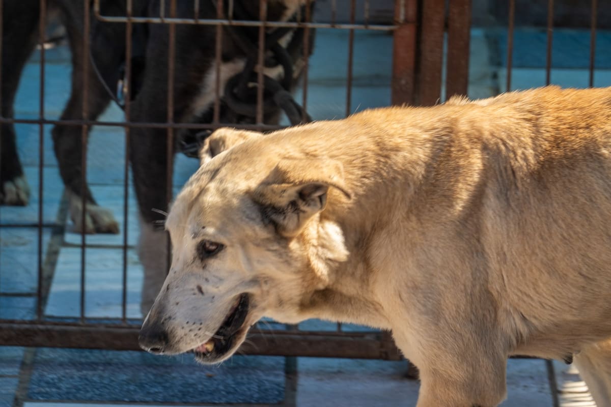 Fundado hace ocho años por Aide Guadalupe Enríquez López, el espacio se encuentra en su máxima capacidad y llama a la comunidad a apoyar con adopciones responsables o donaciones. Foto: Border Zoom