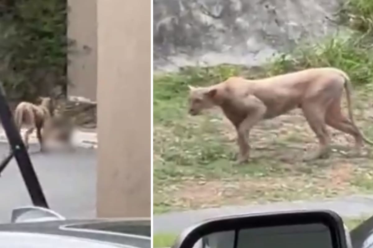 Video: Captan a puma en calles de Monterrey; estaba cazando a un gato