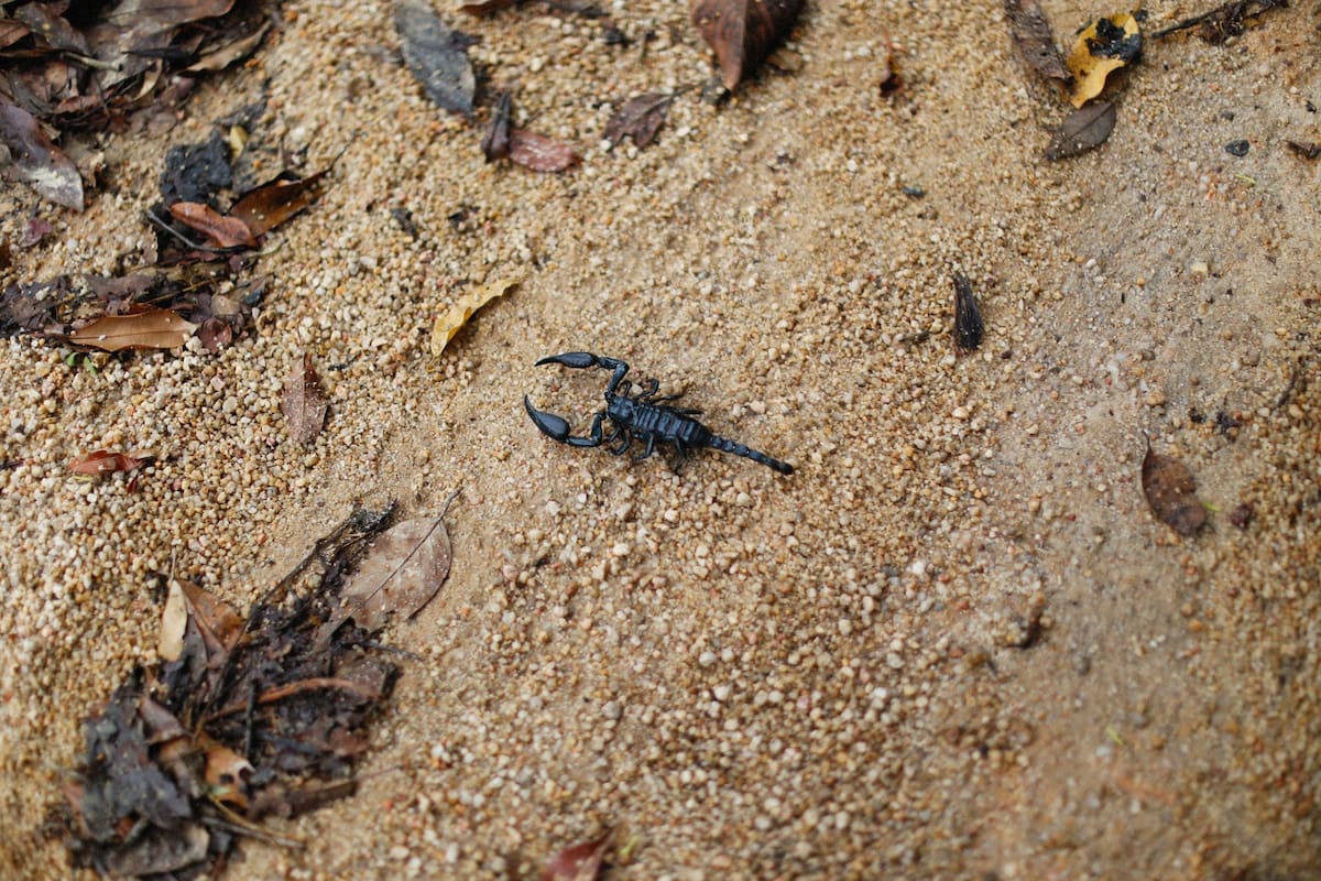 Los escorpiones fueron trasladados a un centro de vida silvestre para su resguardo. La prioridad, de acuerdo con el procedimiento informado, es mantenerlos bajo condiciones seguras mientras continúa la investigación. Foto: Pexels.