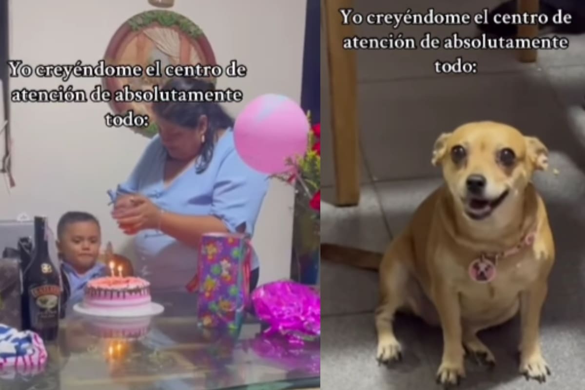 Yo creyéndome el centro de atención’: Perro cree que le cantan las mañanitas a él y sonríe