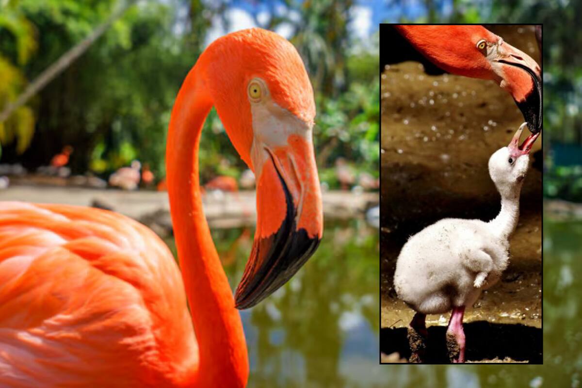 Este es el curioso origen del color rosado en los flamencos