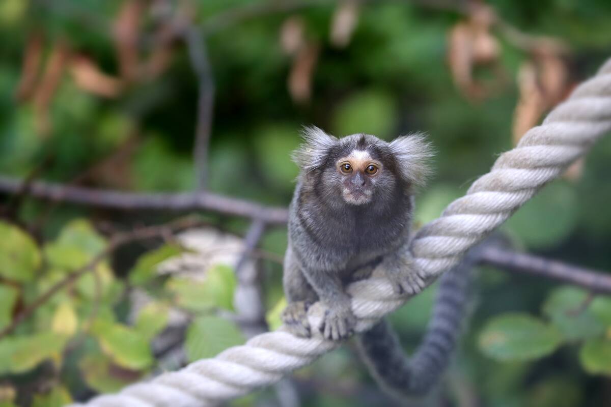 Inyectan gen humano en fetos de primates y les aumenta el cerebro
