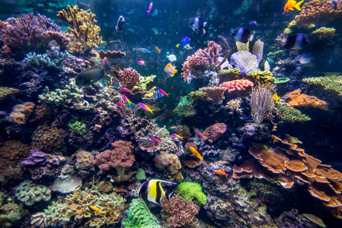 Los caracoles gigantes podrían salvar la Gran Barrera de Coral en Australia