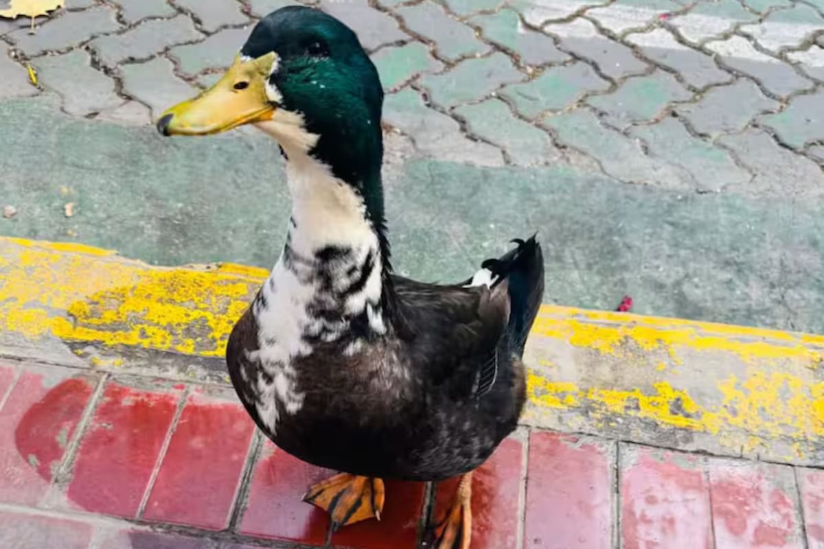 Denuncian a un pato por ‘agredir’ a un perro: Ya tiene abogado y 7,000 firmas en su defensa