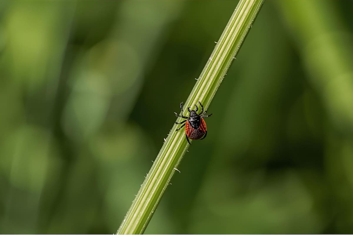 Evita tenerlas en casa: estas plantas atraen garrapatas y aumentan el riesgo de picaduras