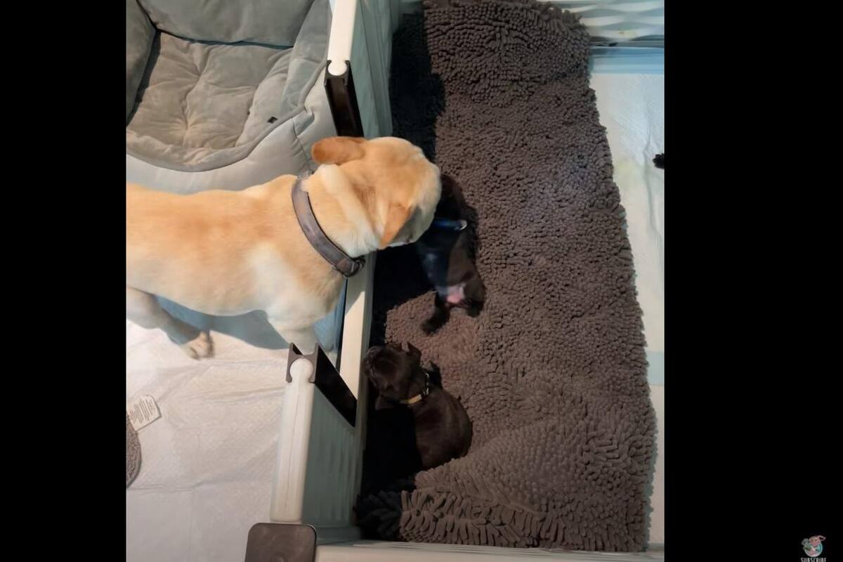 Perro conoce a sus cachorros y escena se vuelve viral