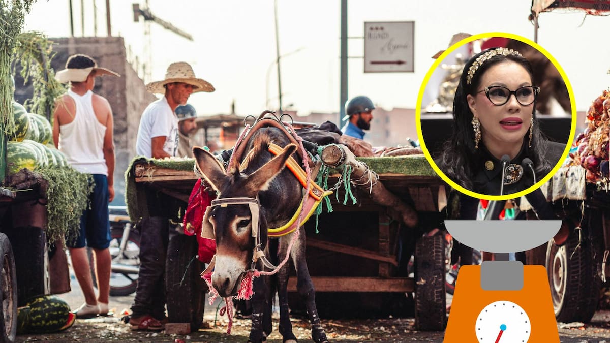 Diputados proponen regular el peso que pueden cargar burros, caballos y multas para evitar el maltrato animal