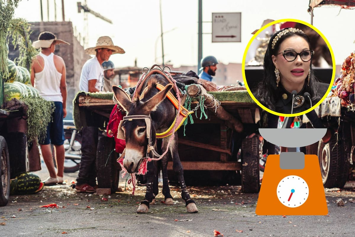 Diputados proponen regular el peso que pueden cargar burros, caballos y multas para evitar el maltrato animal