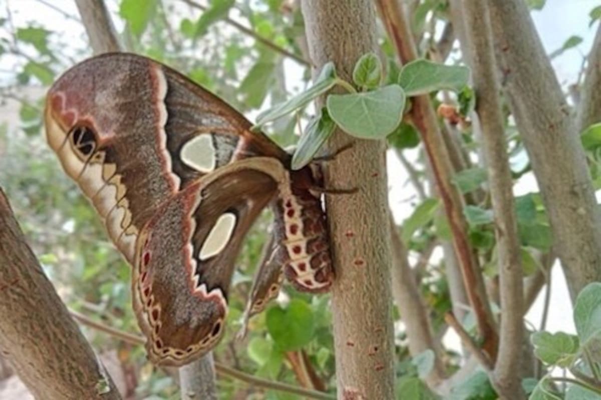 Falta de lluvias en Obregón impacta a mariposas cuatro espejos, fundamental para vestuarios de Danzantes del venado