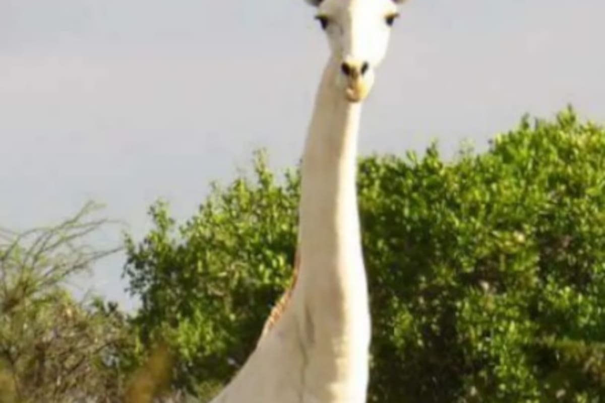 Protegerán de cazadores furtivos a la última jirafa blanca del mundo