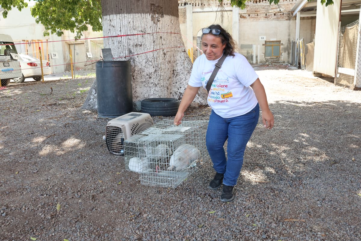 Aunque es alérgica a los gatos, Alma Delia González Naranjo dedica buena parte de su tiempo a rescatarlos