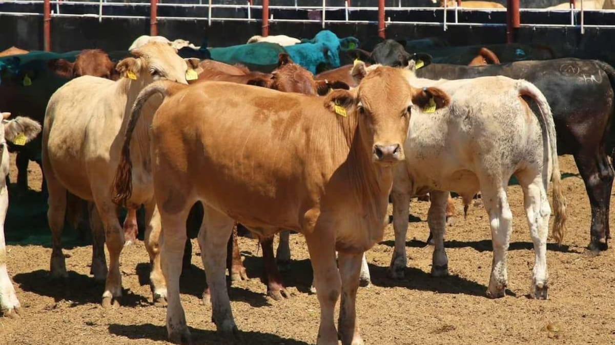Falta de toros deja sin apoyos a pequeños productores de Sonora: Portillo Valle