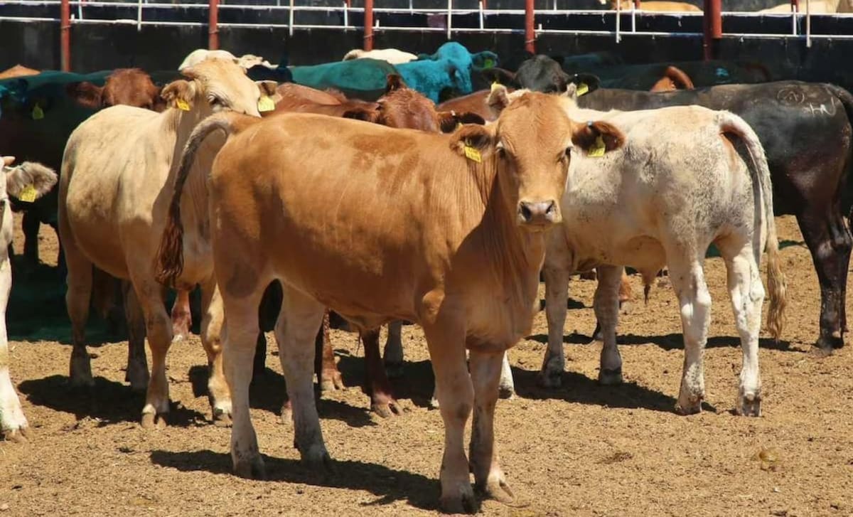 Gusano barrenador: Sheinbaum prevé reapertura de exportación de ganado a EU en noviembre; "hay criterios técnicos", asegura