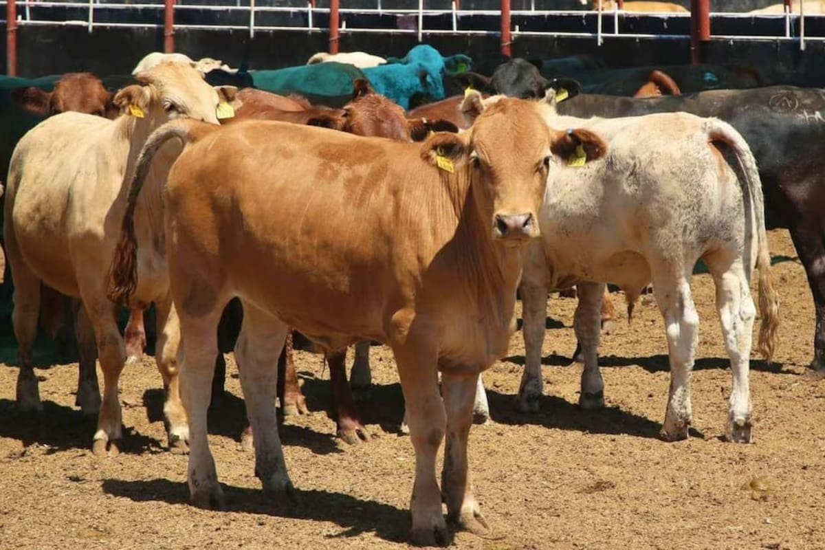 México decreta alerta sanitaria nacional para frenar la expansión del gusano barrenador del ganado