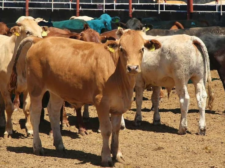 México decreta alerta sanitaria nacional para frenar la expansión del gusano barrenador del ganado
