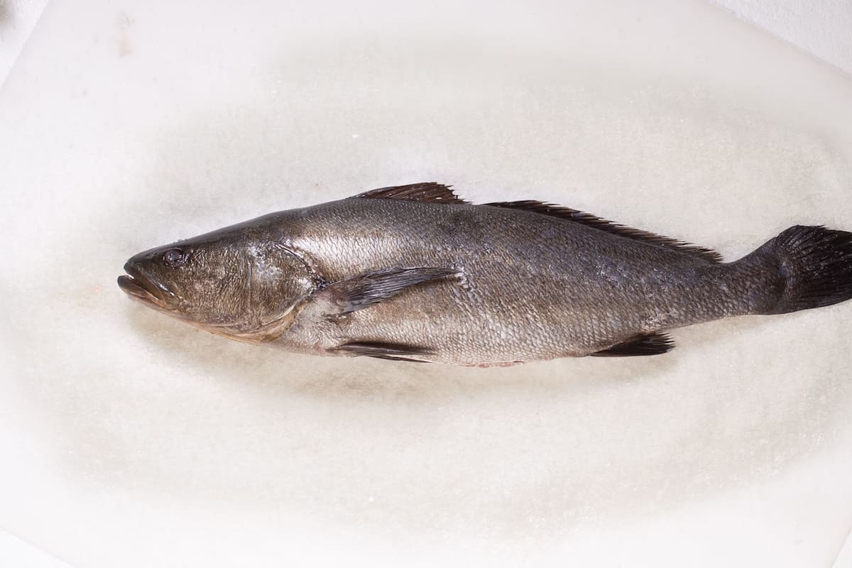 UABC impulsa modelo de negocios para cultivo y exportación de totoaba en San Felipe