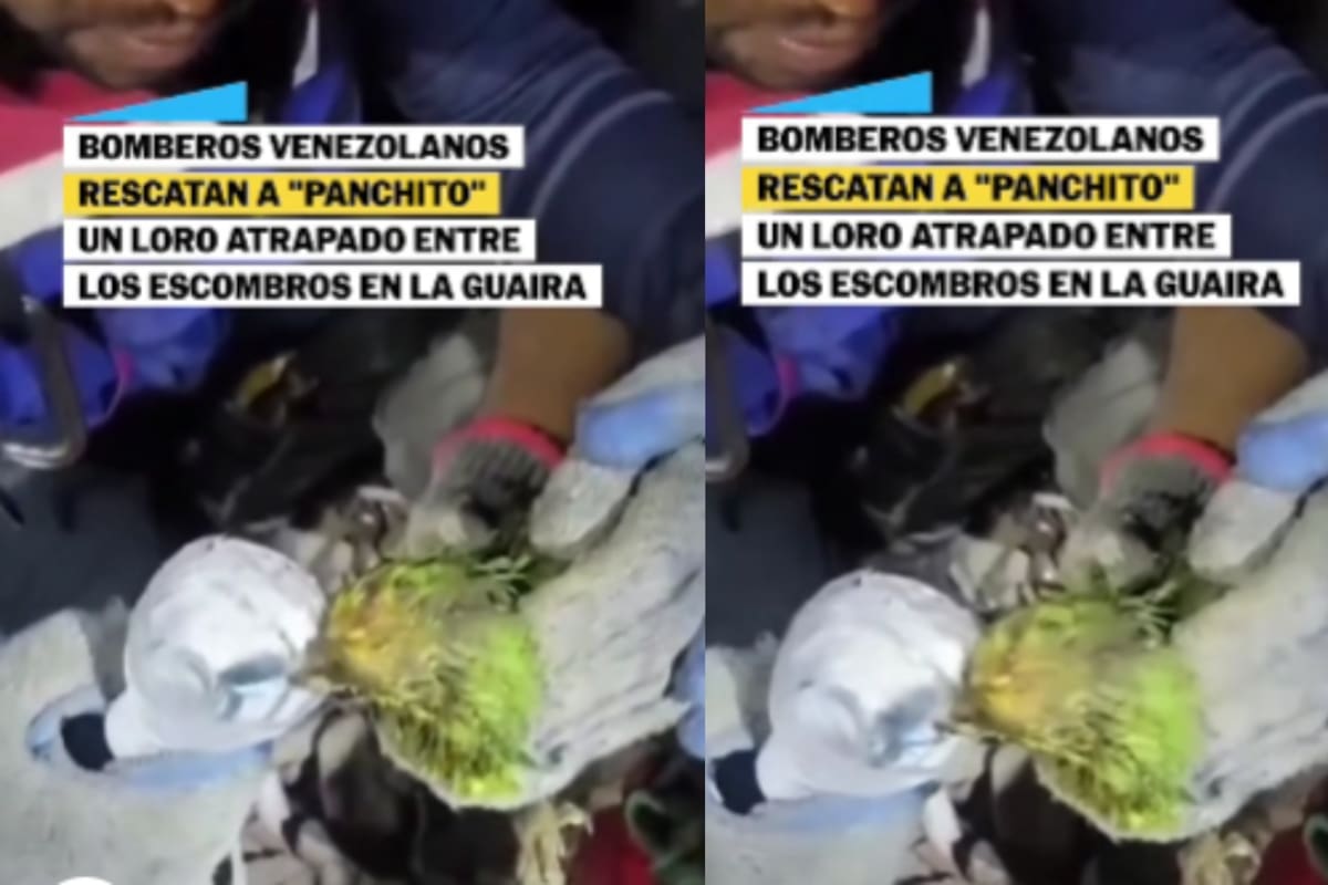 Él es Panchito: El loro que quedó atrapado entre los escombros y logró ser rescatado