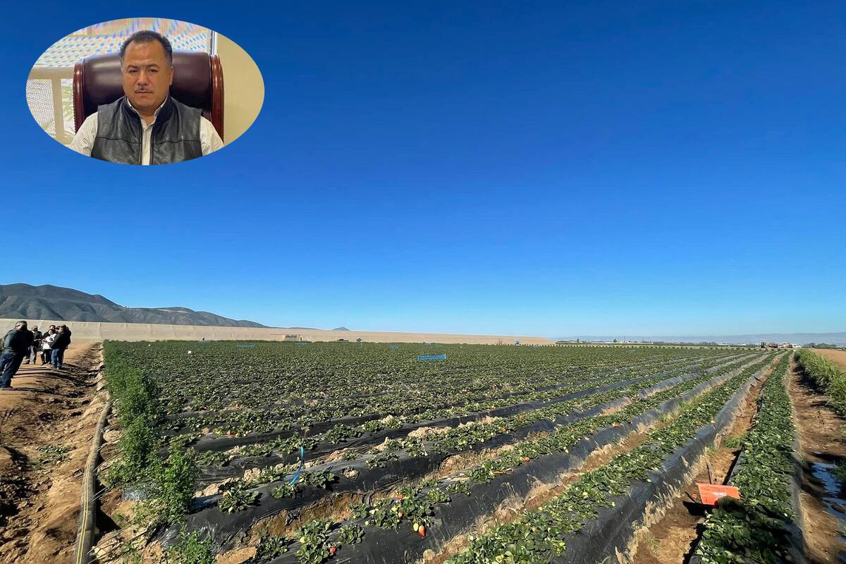 Preocupan aranceles al campo de BC