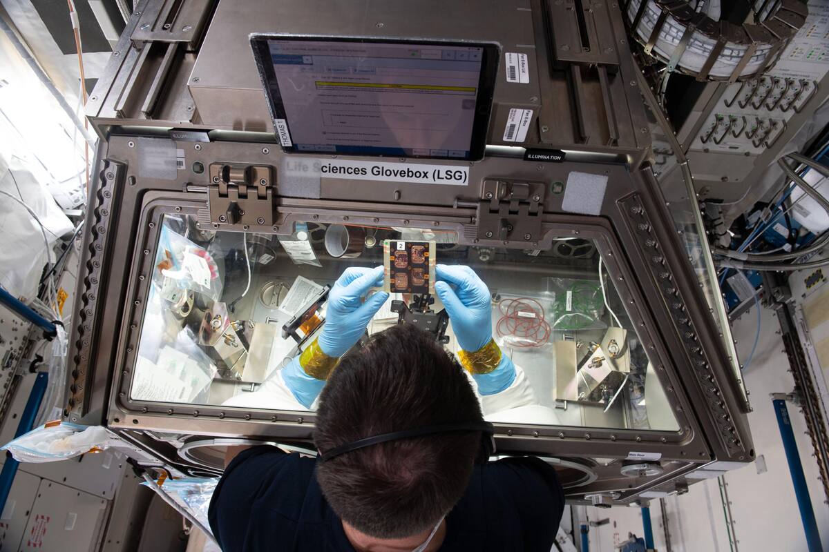 Recrean un músculo en el espacio, ayudará en enfermedades como la sarcopenia