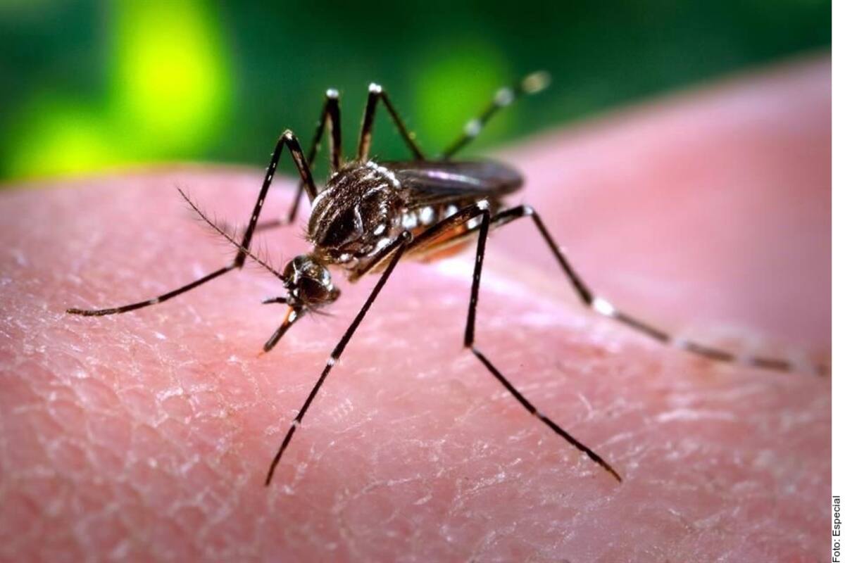 Dengue: Al menos cuatro colonias en Hermosillo con presencia del mosquito transmisor