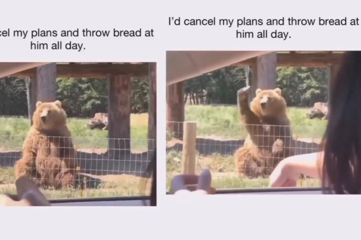 Oso se vuelve viral porque las personas le tiran pan y él lo atrapa con las garras
