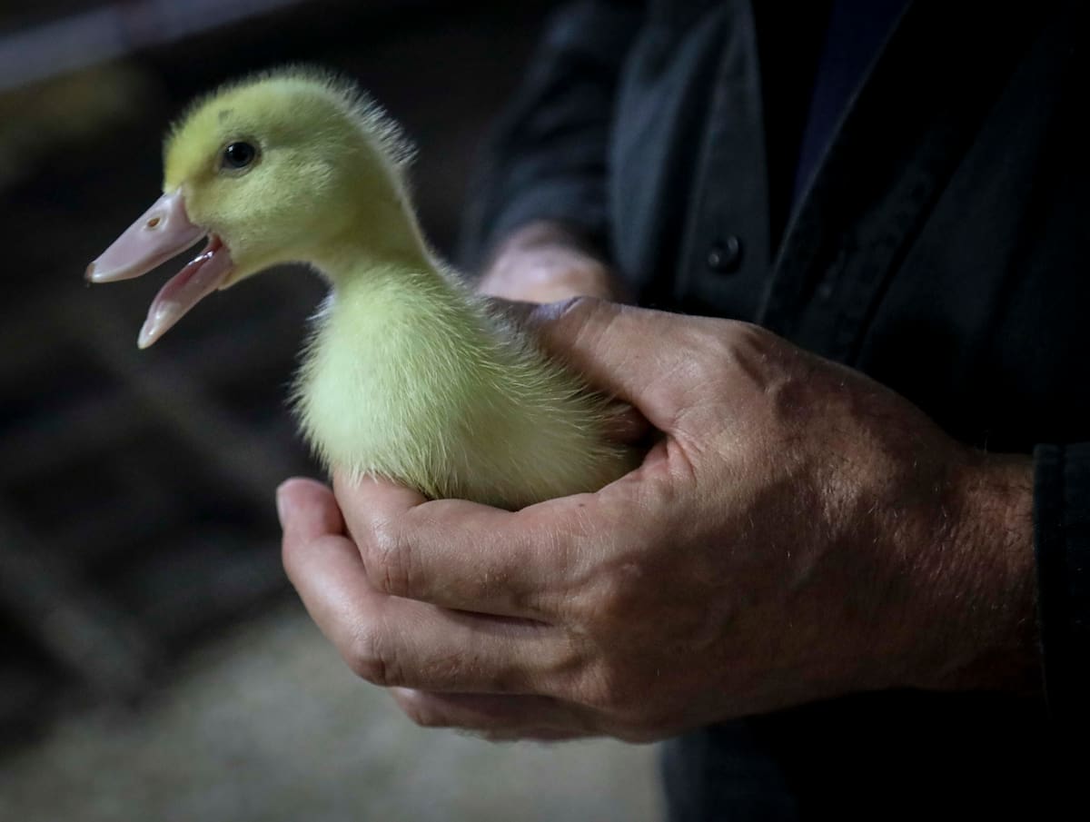Foto tomada el 18 de julio del 2019 de un pato, criado para la producción de foie gras, en la granja Hudson Valley Foie Gras en Ferndale, Nueva York. (AP Photo/Bebeto Matthews, File)