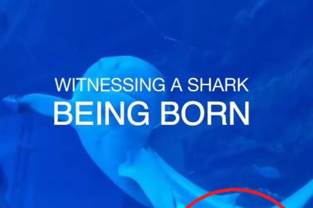 ¡Tiburoncín Uh Ah Ah! Nace sorpresivamente una cría de tiburón en Acuario de Dubái