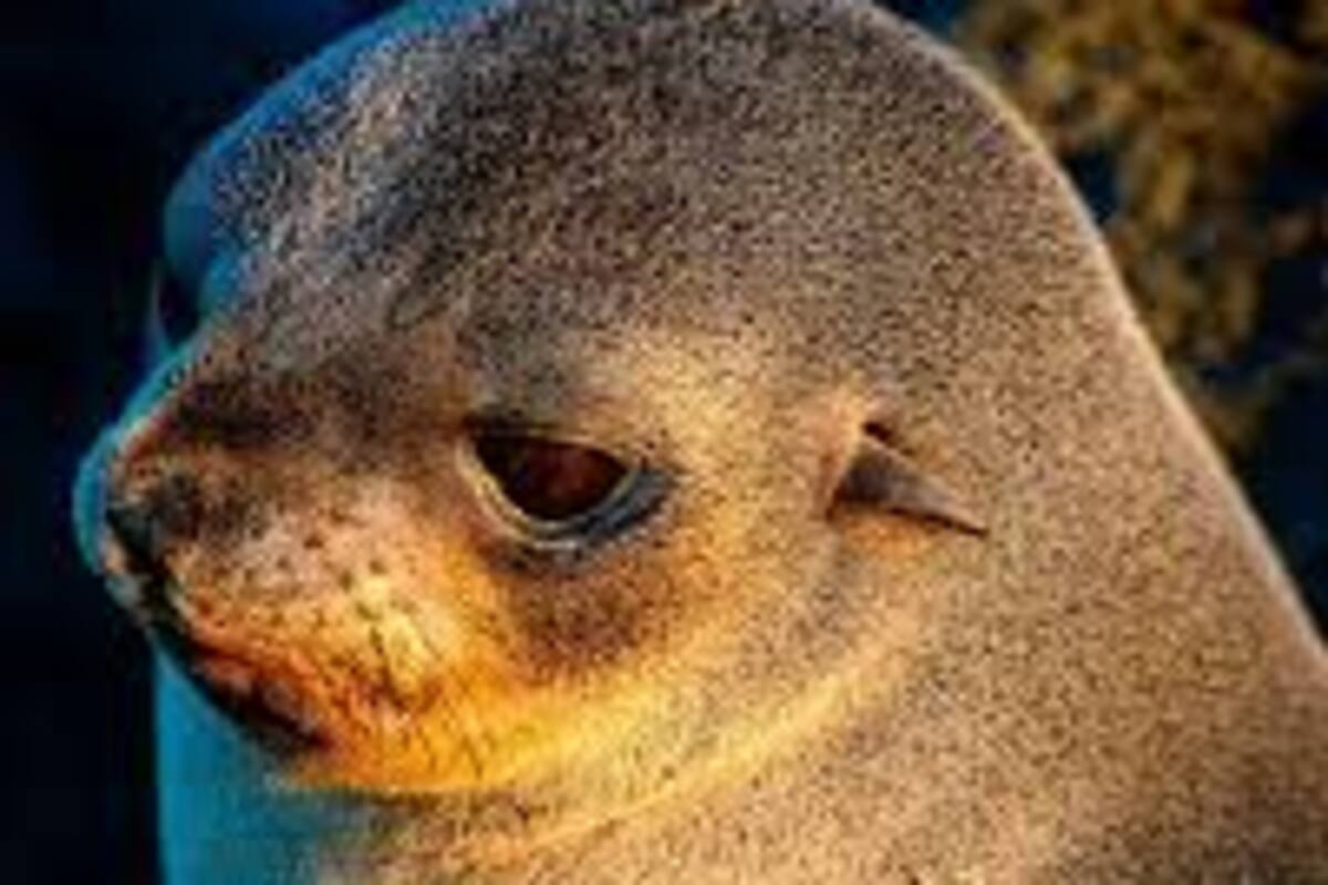 Video: Pescadores liberan cría de lobo fino de Guadalupe atrapada en una red