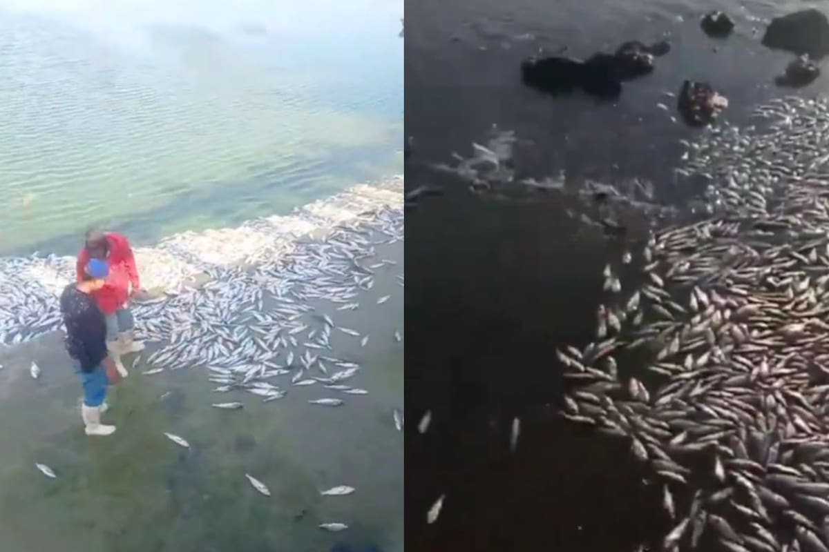 Mortandad de peces en laguna del sur de Tamaulipas y norte de Veracruz fue por mezcla de agua dulce y salada, informa Conagua
