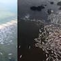 Mortandad de peces en laguna del sur de Tamaulipas y norte de Veracruz fue por mezcla de agua dulce y salada, informa Conagua