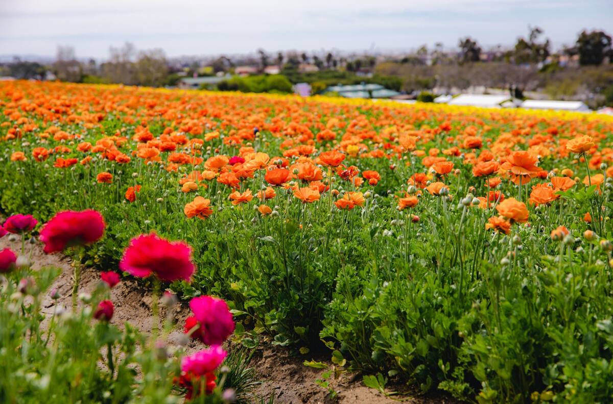 “The Flower Fields”