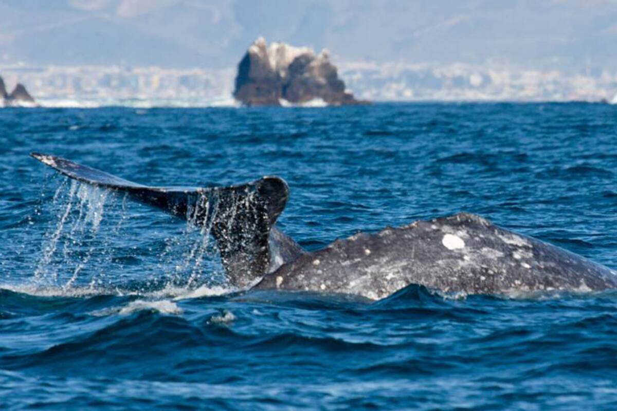 Piden mayor promoción a avistamientos de ballenas en Ensenada